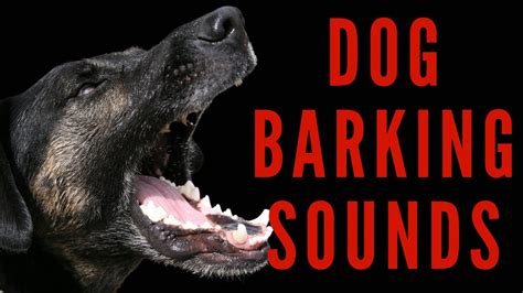 Dog Barking Deterrent Sound at Christopher Luebbert blog