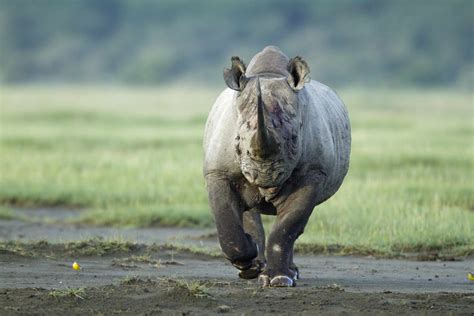 The 9 Most Dangerous Animals in Africa