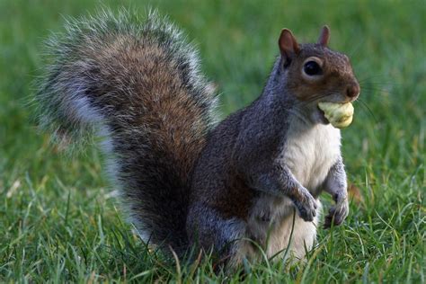 Eating Acorns Might Be U.K. Food Trend for People and Squirrels - Eater London