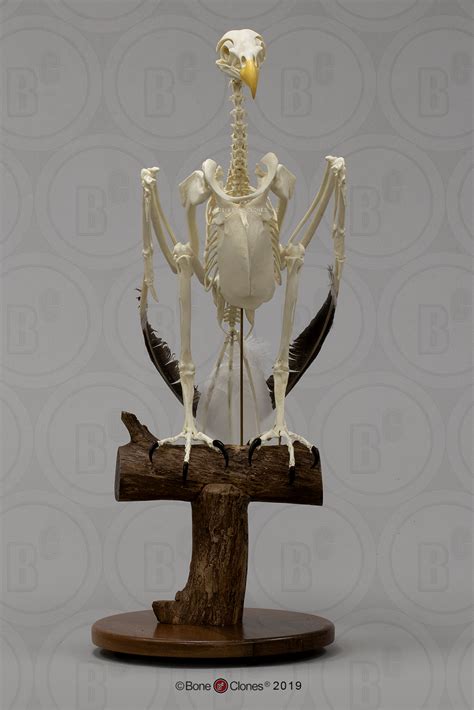 Articulated Bald Eagle Skeleton - Bone Clones - Osteological Reproductions