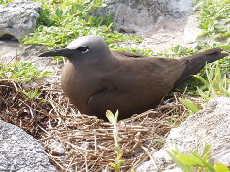 Wildlife of the Chagos islands