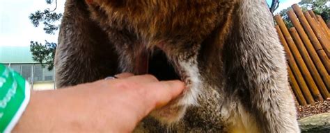 Watch: This is what the inside of a kangaroo's pouch REALLY looks like