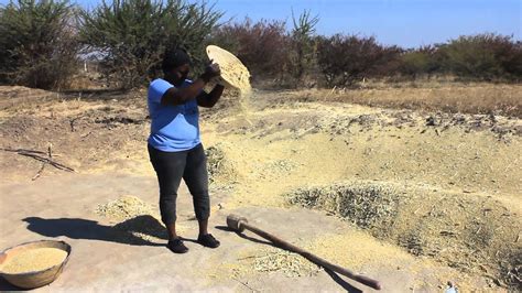 Winnowing wheat (omahangu) in the north - YouTube