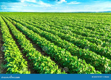 Green Soybean Plants Close-up Shot, Mixed Organic and Gmo. Stock Image ...