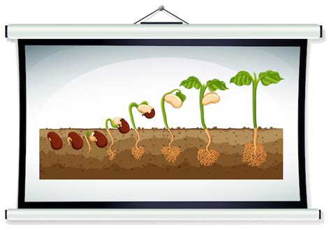 Free Vector | Chart showing the growing of plant