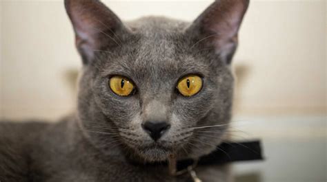 15 Breeds of Cats With Yellow Eyes