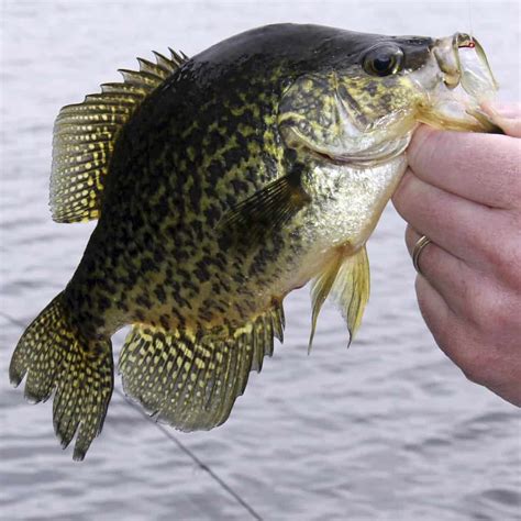 9 Best Crappie Fishing Lakes in Pennsylvania - Best Fishing in America