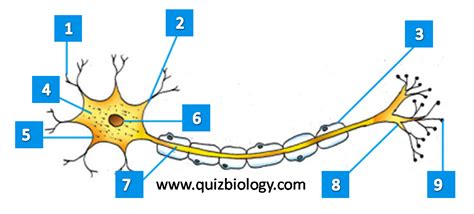 Diagram Quiz on Neuron Structure and Function (Labeling Quiz)