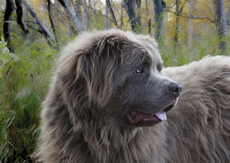 Newfoundland Dog Breed Facts - The Dogs Journal