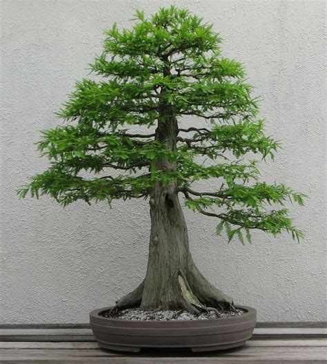 Bonsai | Pruning, Soil & Watering Techniques | Britannica