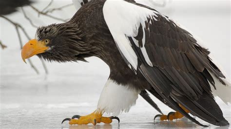 Bold Eagle Bird Winter Snow Ice Desktop Wallpaper Hd For Mobile Phones And Laptops 1920x1080 ...