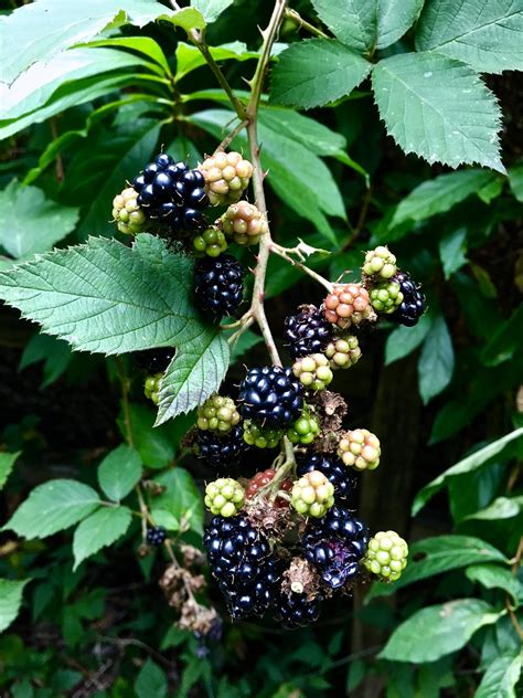 Himalayan Blackberry (Rubus armeniacus) in Seattle [OC] - The berries ...