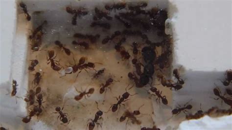 Tetramorium caespitum queen spottet in nest / ant farm / formicarium. - YouTube