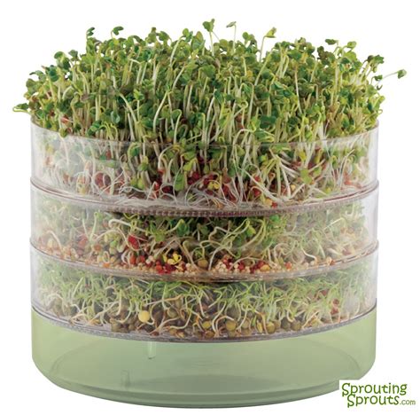 Growing Sprouts in a Stackable Tray | Growing sprouts, Sprouts, Sprouting seeds