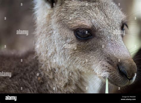 Close up photo of a kangaroo eating grass. Side view with a very sharp eye Stock Photo - Alamy