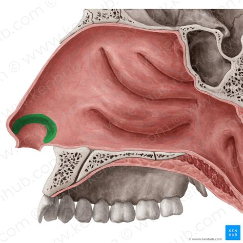 Palatine bone: Anatomy, borders and development | Kenhub