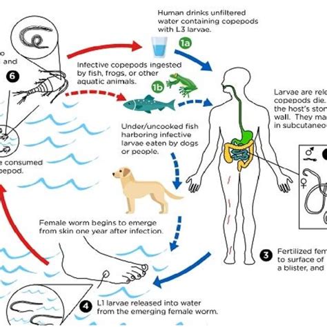 Life cycle of Dracunculus or Guinea worm (Dracunculus medinensis).... | Download Scientific Diagram