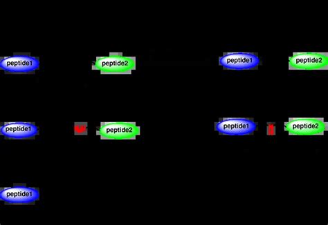 Peptide synthesis: long peptide synthesis