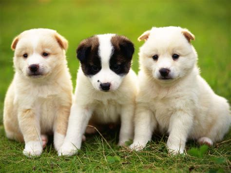 Wallpapers Of Cute Puppies - Wallpaper Cave