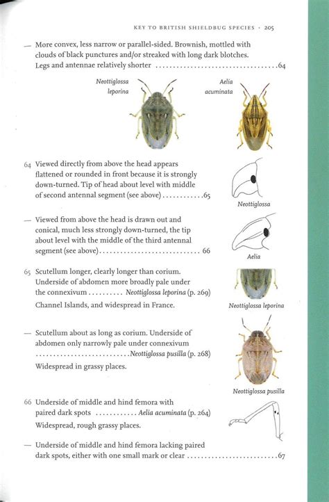 Shieldbugs | NHBS Field Guides & Natural History