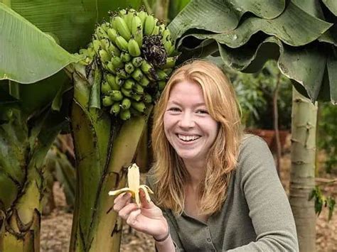 The World's Smallest Banana Plant: "Truly Tiny" Super Dwarf Cavendish ...