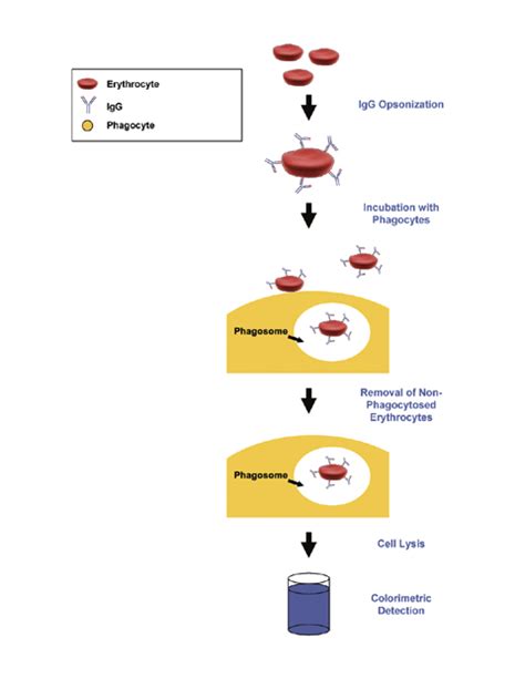 Phagocytosis Assay, Red Blood Cell Substrate