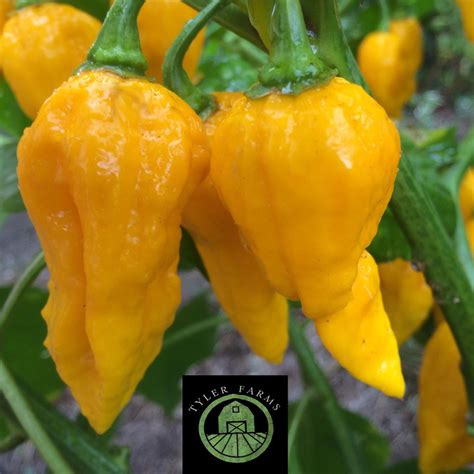 Yellow Ghost Pepper Peppers | Tyler Farms