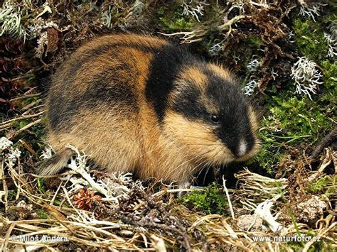 Norway lemming (Lemmus lemmus) by © Milos Andera | Wildlife pictures, Lemming, Animals of the world