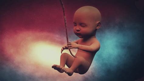 462 Fetal Development 3d Animation Stock Video Footage - 4K and HD ...