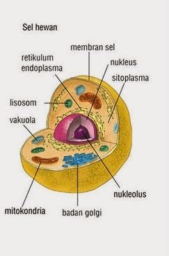 Struktur dan Fungsi Sel Hewan - Syarif Miftahudin's Blog