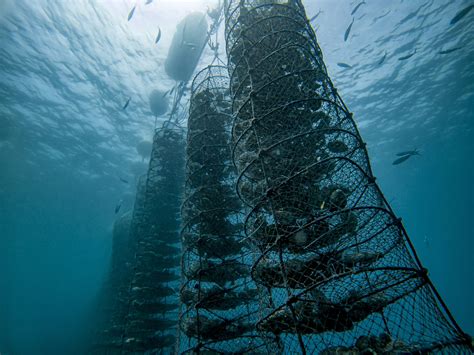 Sustainability recognition for first oyster farm in the Middle East - Hatchery International