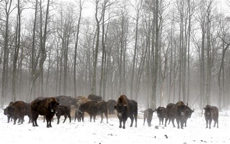 Wildlife near nuclear reactor Chernobyl - Business Insider