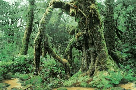 The Tropical Rainforests of Southeast Asia: Rainforest Images (Then and Now)