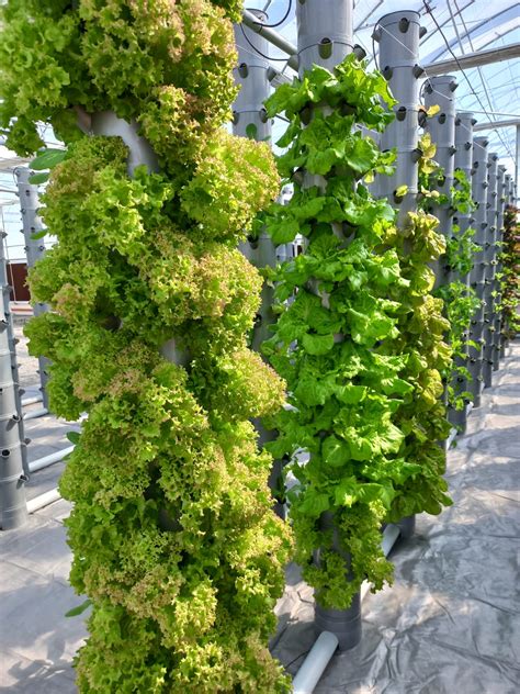 11 Major Benefits of Vertical Aeroponic Farming. – RADONGROW