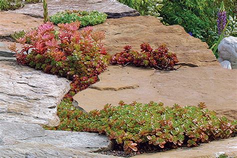 Blue Sedum Ground Cover