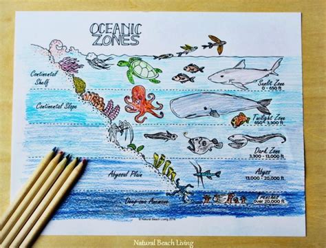 The Best Ocean Unit Study for Kids, Homeschool education, Marine ...