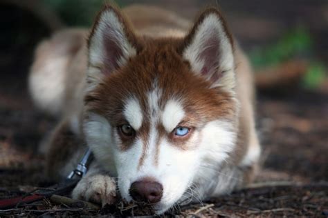 Husky Siberiano Com Olhos De Cores Diferentes - Sobre os Olhos