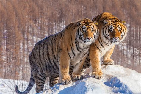 Siberian tigers in winter - Jim Zuckerman photography & photo tours