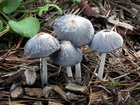 Coprinopsis - Alchetron, The Free Social Encyclopedia