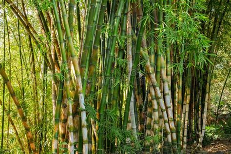 A bamboo plantation stock image. Image of decoration - 108659977