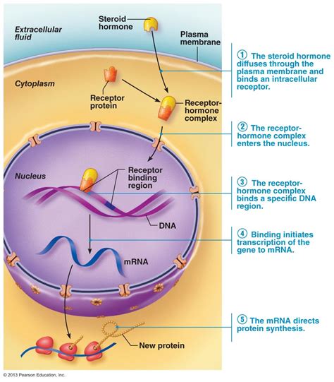 endocrinology - What allows the hypothalamus to detect a lack of thyroid hormones? - Biology ...