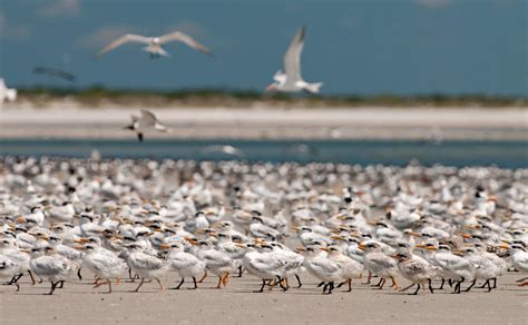 Protecting Birds on Jacksonville's Huguenot Memorial Park Beach | Audubon Florida