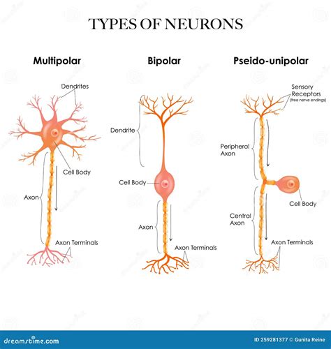 Types of Neurons Colorful Design Stock Vector - Illustration of axon ...