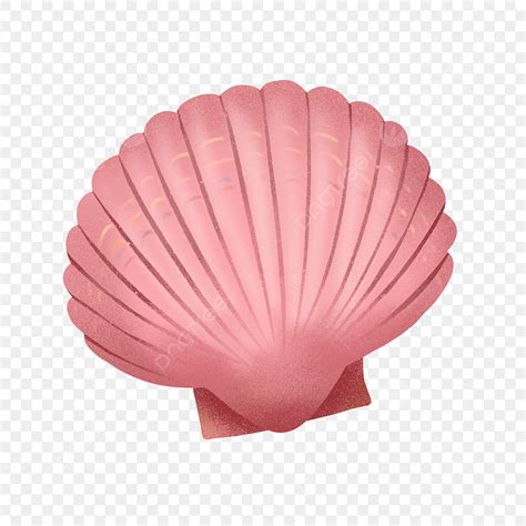 Pink Seashell Clipart Png - lvandcola