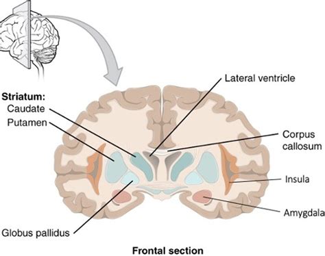 Figure 12.3.5 : Frontal Section of Cerebral Cortex and Bas… | Flickr