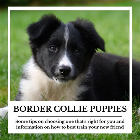 Selecting and Training a Border Collie Puppy | PetHelpful