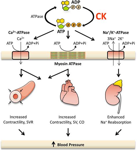 CK (Creatine Kinase) Is Associated With Cardiovascular Hemodynamics ...