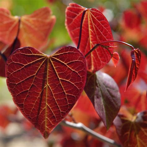 Cercis canadensis 'Forest Pansy' - Redbud | Western Star Nursery