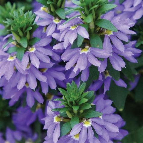 Scaevola aemula 'Fairy™ Blue' | Fan Flower | Ebert's Greenhouse