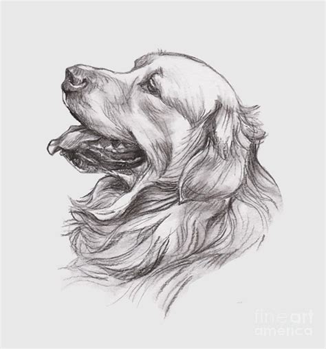 Golden Retriever Drawing Easy Step By Step ~ 77+ Golden Retriever Drawing Cute | Bodbocwasuon